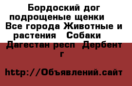 Бордоский дог подрощеные щенки.  - Все города Животные и растения » Собаки   . Дагестан респ.,Дербент г.